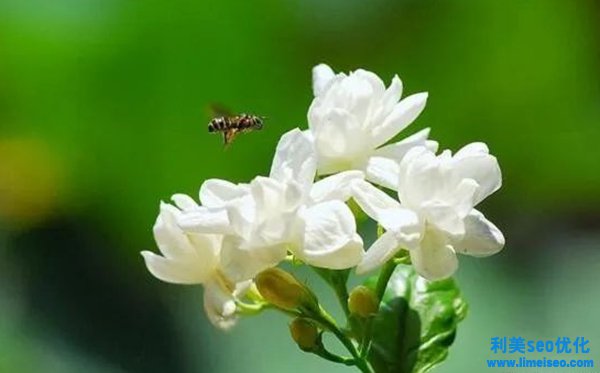 茉莉花花語,茉莉花的寓意和意味是什么